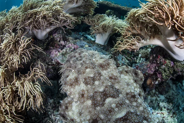 Добре камуфльована акула Tasseled wobbegong — стокове фото