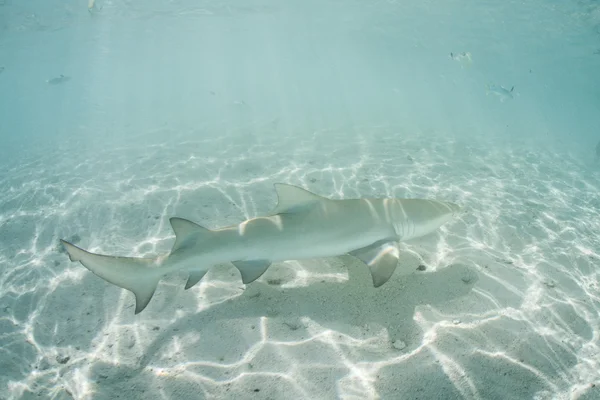 A Lemon shark cruises through the clear shallow waters — Stock Photo, Image