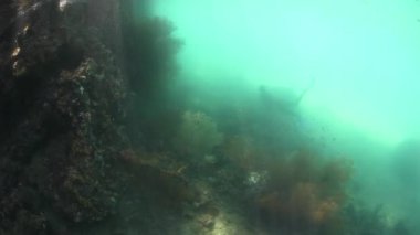 Raja Ampat ve ücretsiz Diver