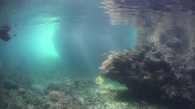 Raja Ampat kanalda ücretsiz dalgıç