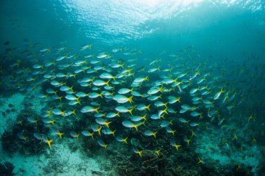 Okullaşma Fusiliers Raja Ampat içinde