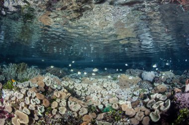 Healthy coral reef thrives in Raja Ampat