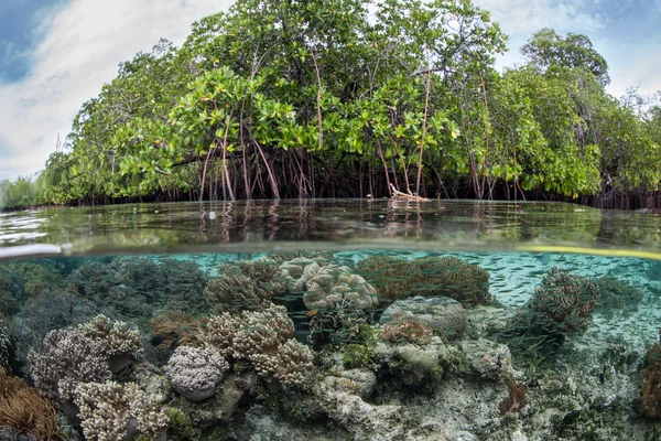 Korallrev och Mangrove skogen — Stockfoto