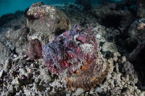 Rif Stonefish op de zeebodem in tropische Stille Oceaan — Stockfoto