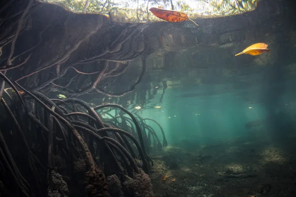 Mangrov kökleri su altında — Stok fotoğraf
