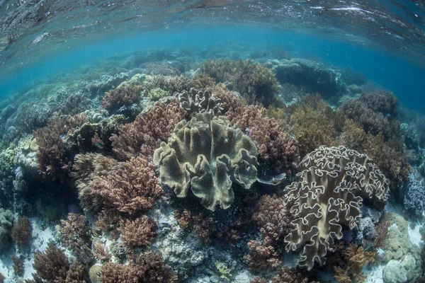 Corais coloridos crescem em um recife raso — Fotografia de Stock