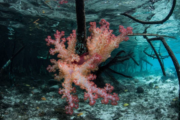 Colonia de coral suave sobre raíces de manglar — Foto de Stock