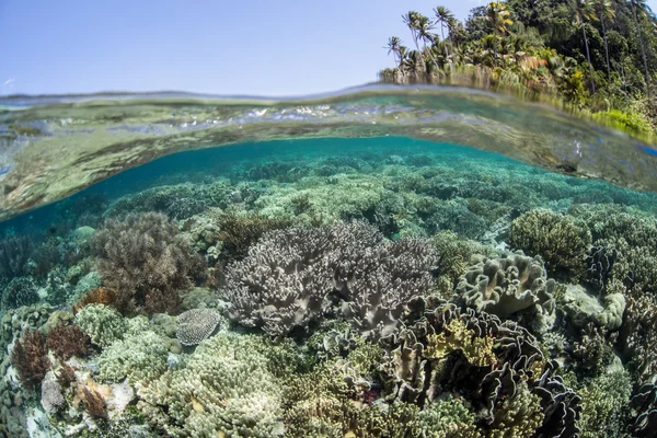 Здоровий коралові рифи в Тихоокеанському — стокове фото