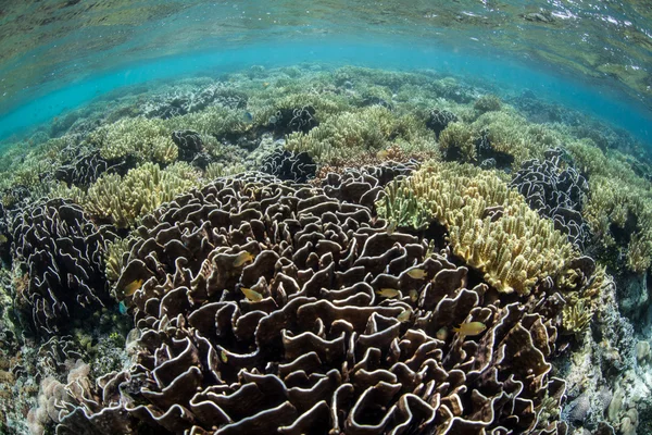 Corais crescem nas águas rasas de Ambon — Fotografia de Stock