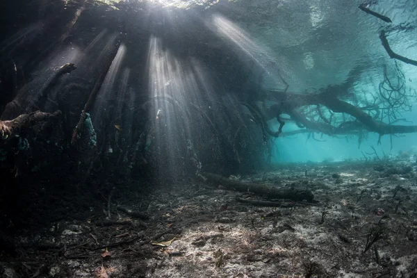 Mangrovové kořeny pod vodou — Stock fotografie