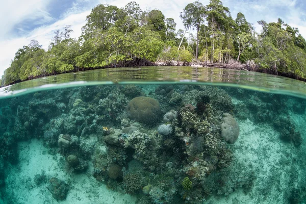 Arrecife poco profundo e isla tropical — Foto de Stock