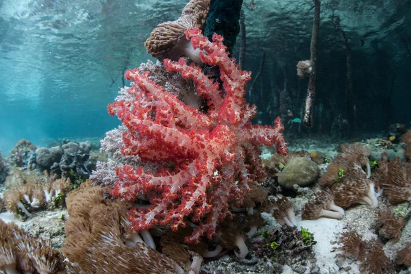 Colonia de coral suave sobre raíces de manglar — Foto de Stock