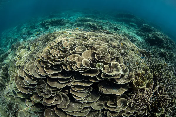 Foliose korálů roste na útesu — Stock fotografie