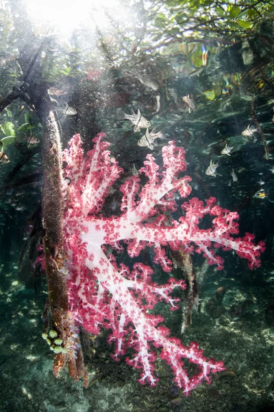 Eine Weichkorallen-Kolonie auf Mangroven-Stützwurzeln — Stockfoto