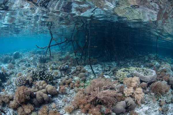 Forêt de mangroves du Pacifique — Photo