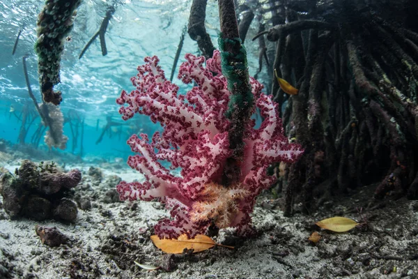 Mjuka koraller på Mangrove rötter — Stockfoto