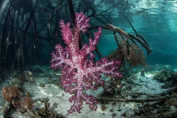 Mjuka koraller på Mangrove rötter — Stockfoto