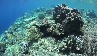 Raja Ampat bir mercan kayalığı snorkeler araştırıyor