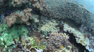 Japon Wobbegong Içinde Raja Ampat