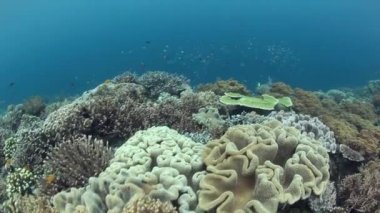 Endonezya çeşitli mercan
