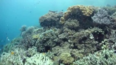 Sağlıklı mercan Endonezya Bayındır