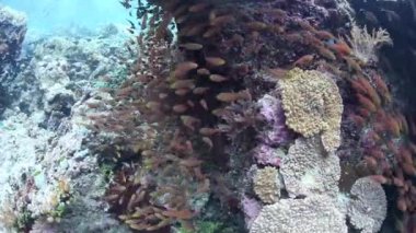 Mercan ve Raja Ampat balık