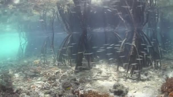 Prop rötter härstammar från mangroveträd — Stockvideo