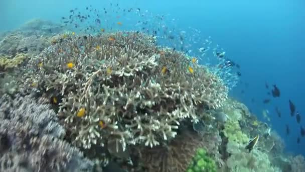 Farbenfrohe Rifffische und gesunde Korallen im Raja Ampat — Stockvideo