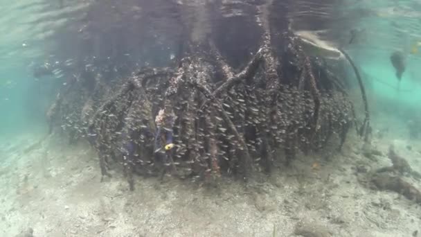 Forêt de mangroves sous-marine — Video