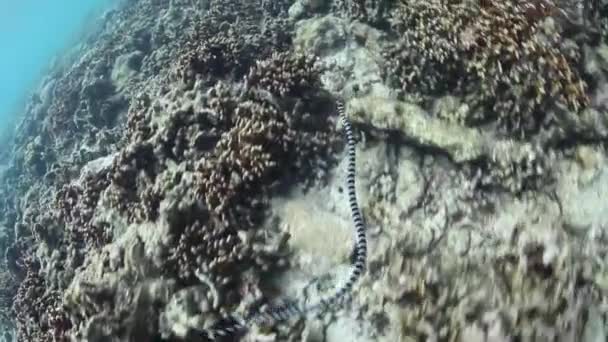 암초에 바다 뱀 수영 줄무늬 — 비디오