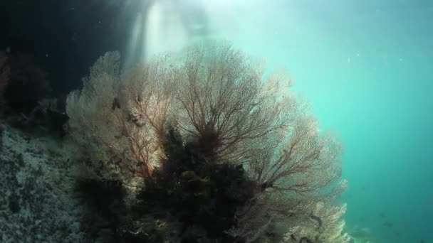 阳光和水下的海扇 — 图库视频影像