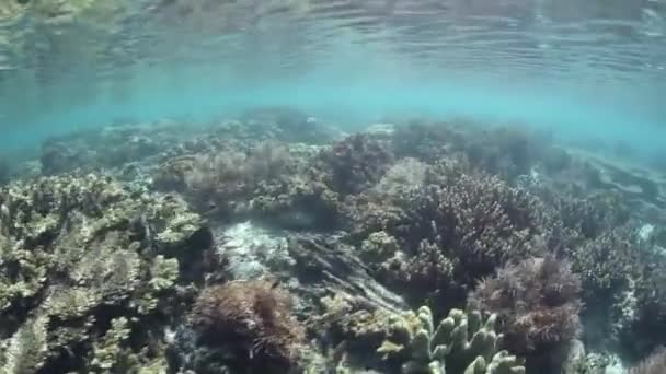 Luz solar y arrecife de coral poco profundo — Vídeos de Stock