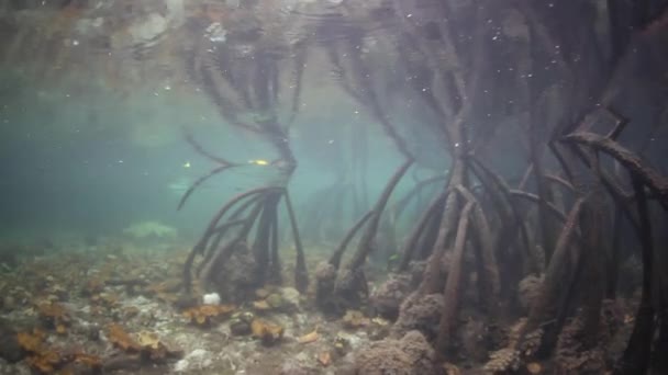 Прозора вода мангрових в Індонезії — стокове відео