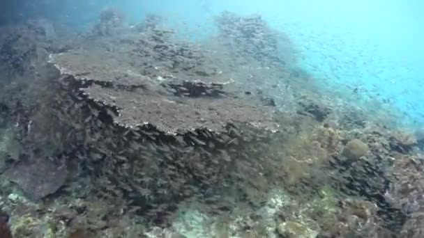 Vissen van scholing en mooi rif in Indonesië — Stockvideo