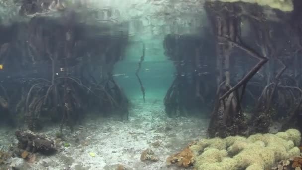 水中のマングローブ林 — ストック動画