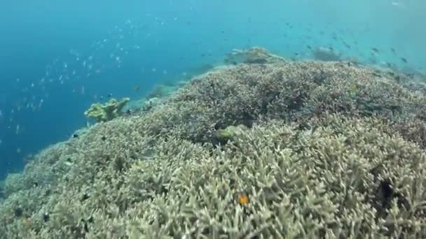 Риф невеликий риб — стокове відео