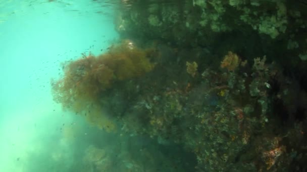 Invertebrados coloridos y luz en Raja Ampat — Vídeo de stock