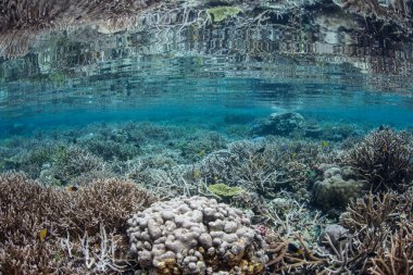 Mercan Raja Ampat içinde büyümek