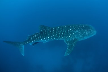 young whale shark clipart