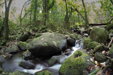A stream tumbles downhill through a thick jungle clipart