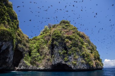 Meyve Raja Ampat uçan yarasalar