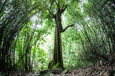Bamboo forest grows on the island of Raiatea clipart