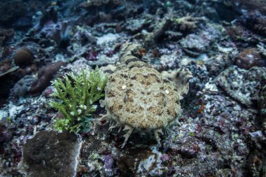 iyi kamufle Japon wobbegong köpek balığı