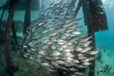 Okul balık iskele altında