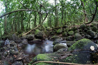 A stream tumbles downhill through a thick jungle clipart