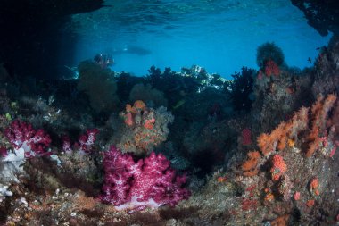 Yumuşak mercanlar Raja Ampat içinde büyümek