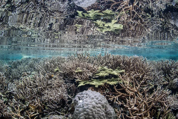 Shallow Coral Reef in Pacific — Stock Photo, Image