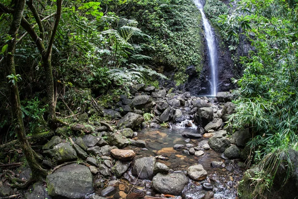 Un arroyo se derrumba cuesta abajo a través de una espesa selva — Foto de Stock