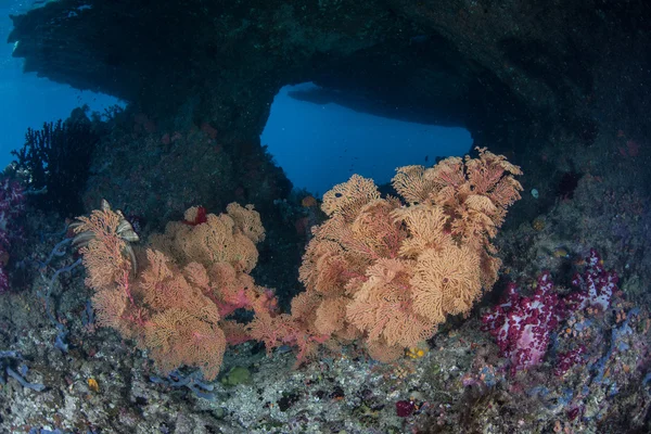 Gorgonias crecen en una isla de piedra caliza — Foto de Stock