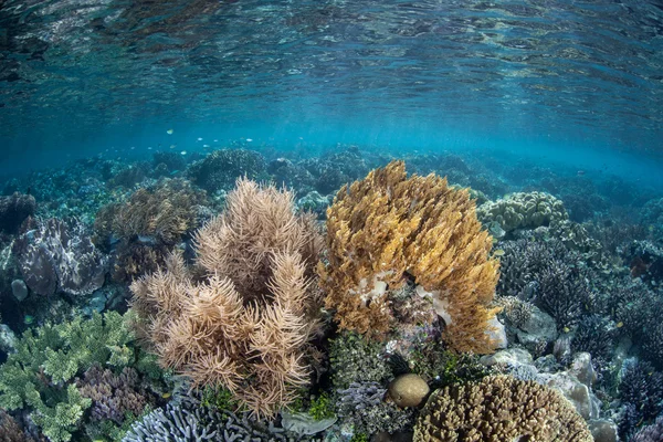Коралловые колонии растут рядом с мангровым лесом — стоковое фото
